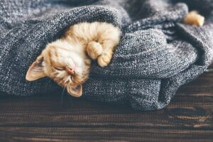 Killing i tæppe viser, at katte ikke kan lide kulde