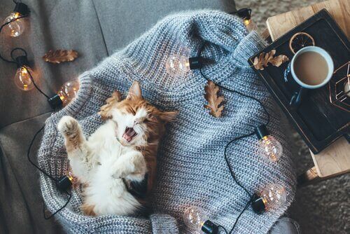 Kat ligger på sweater blandt lys