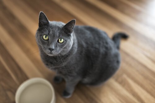 Kat står foran tom madskål