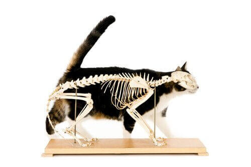 Kats skelet