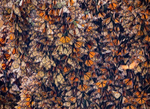 Mange sommerfugle samlet på et sted