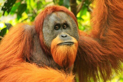 Sumatra orangutanger: Fysiske egenskaber