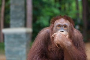 Kloge dyr: Fantastiske orangutanger genopfinder krogen!