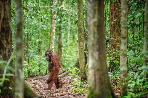Eksempel på Borneos orangutanger, der går i en skov