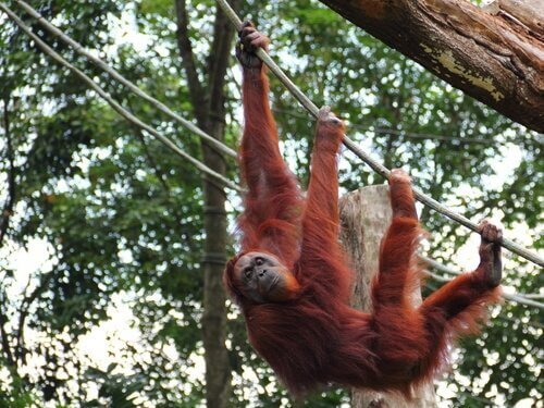 Hvis vi sammenligner Sumatra orangutanger med de to andre underarter, er de tyndere, og de har et længere ansigt. Derudover er farven på deres pels en lettere rødlig tone