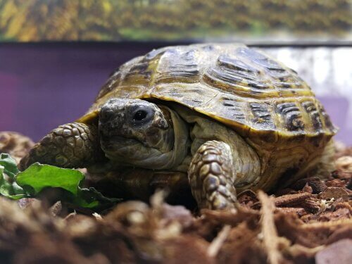 Hjemmelavet terrarium til din skildpadde