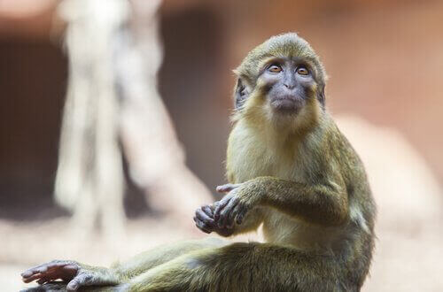 Talapoin aber: Karaktertræk, adfærd og levested