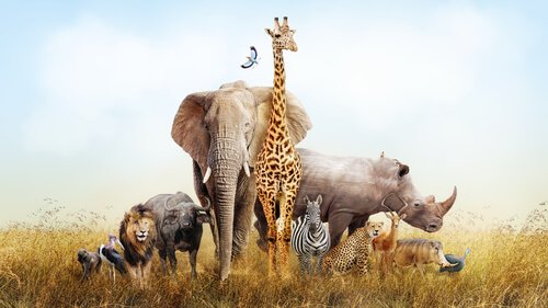 Vilde dyr på savanne