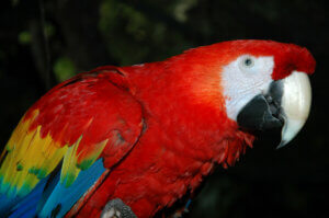 Rød papegøje