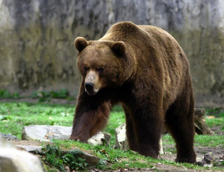 Forskellene mellem den brune bjørn og grizzlybjørnen