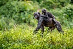 Bonoboer hjælper deres afkom med at finde en mage