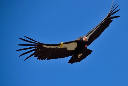 Den californiske kondor flyver