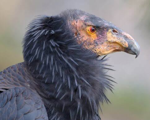 Den californiske kondor: Del af naturens rengøringshold
