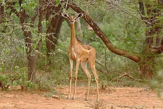 En clarkei gazelle minder lidt om en giraf