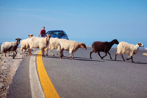 Dyr i trafikken er ved at krydse vej