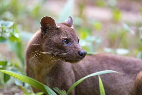 Fossaen: Et usædvanligt rovdyr fra Madagaskar