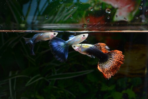 Guppyer er populære smukke fisk til et akvarium
