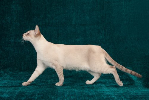 Alt, hvad du skal vide om hofteledsdysplasi hos katte