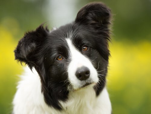 Hund med blik, der afslører, at hunde husker alt, hvad de ser