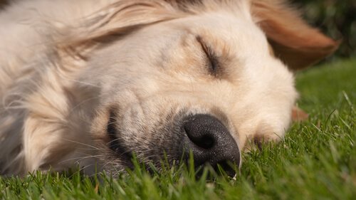 En hund hviler sig på græs
