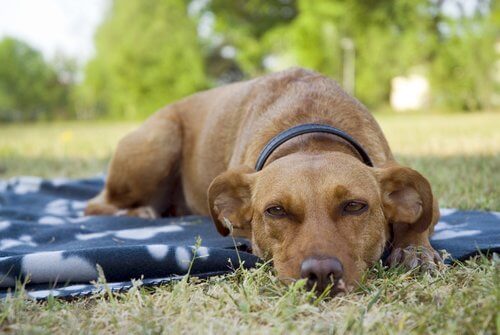 En hund ligger på et tæppe på en græsplæne