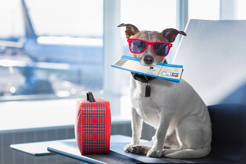 Sådan kan du forberede din hund på en flyrejse