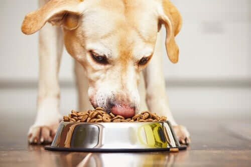 Hund spiser foder fra skål