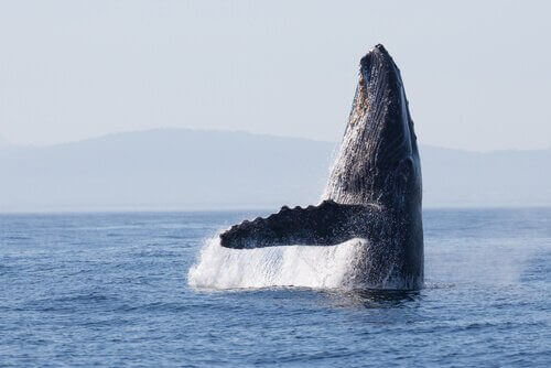 Hvalernes ruter er de samme som for 270.000 år siden