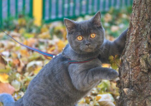 en kat kradser sine poter ved et træ