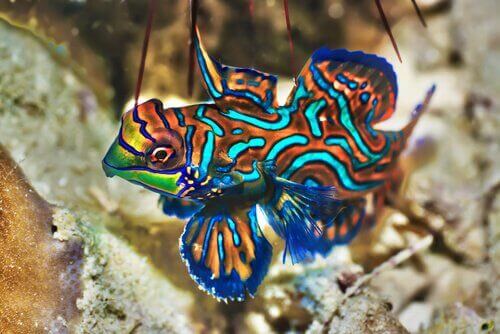 Mandarinfisken (Synchiropus splendidus) er en fisk med strålende farver. Den er en del af fløjfiskfamilien, som er meget populære til saltvandsakvarier. Denne art er hjemmehørende i Stillehavet