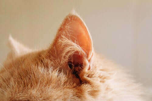 Nærbillede af en kats øre