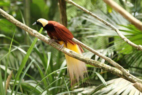 Paradisfuglen: Arter og karakteristik