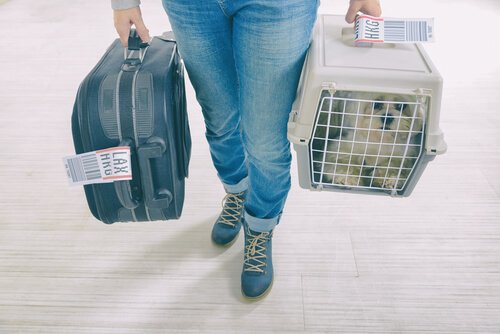 Mand er ved at rejse med en hund på en flyrejse