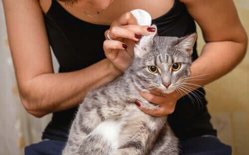 Tips til at rense en kats ører (og overleve)