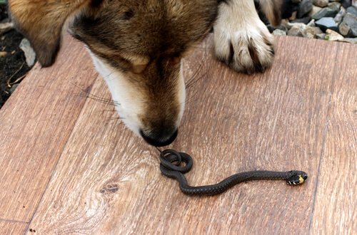 Hvad skal du gøre, hvis din hund bliver bidt af en slange?