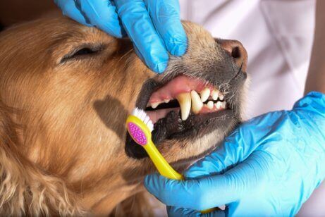 Hund får børstet tænder som del af pleje af kæledyrs mundhygiejne