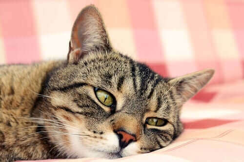 Træthed kan være tegn på anæmi hos katte