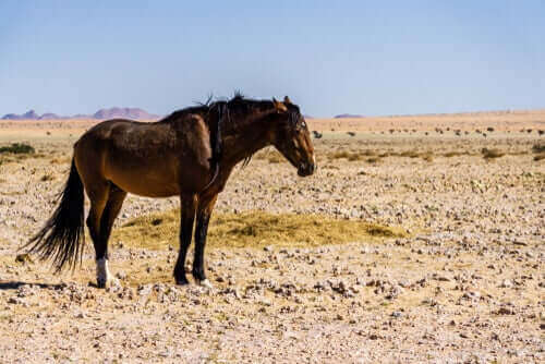 ensom hest i en ørken