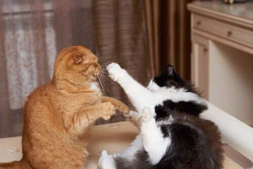 to katte i slagsmål