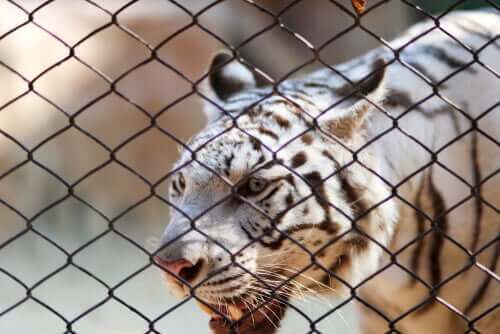 en hvid tiger i bur viser behov for beskyttelse af vilde dyr