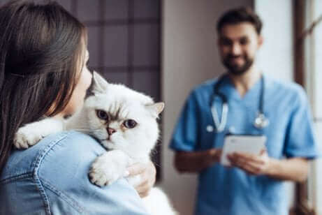 Dyrlæge står overfor kvinde med kat og skal til at udføre kiropraktik for katte