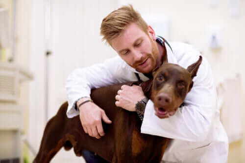 Dyrlæge krammer hund efter tjek af mavesmerter hos hunde