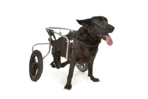 hund med rullestol