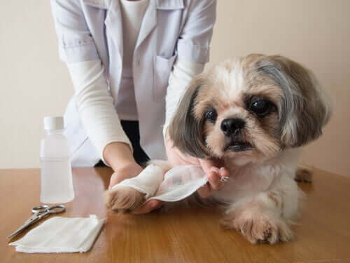 en forbinding lægges på en hund ved brug af en førstehjælpskasse til dyr