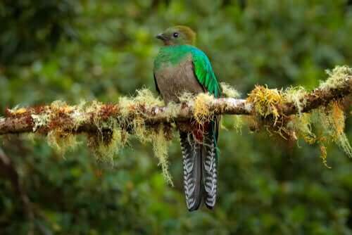 Farvestrålende quetzal på gren