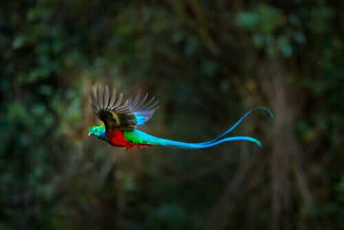 Den farvestrålende quetzal er spredt rundt i skovene i Mexico og Mellemamerika