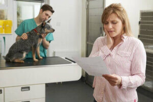 Forsikringer til kæledyr: Ansvar og dækning