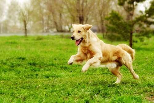 Idéer til fysiske aktiviteter, der kan holde din hund i form