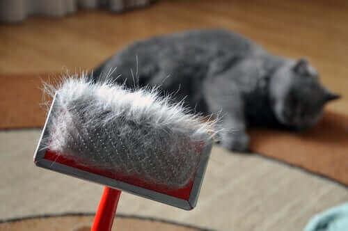 børste med en masse kattehår