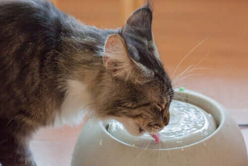 Kat drikker vand for at undgå hårbolde hos katte